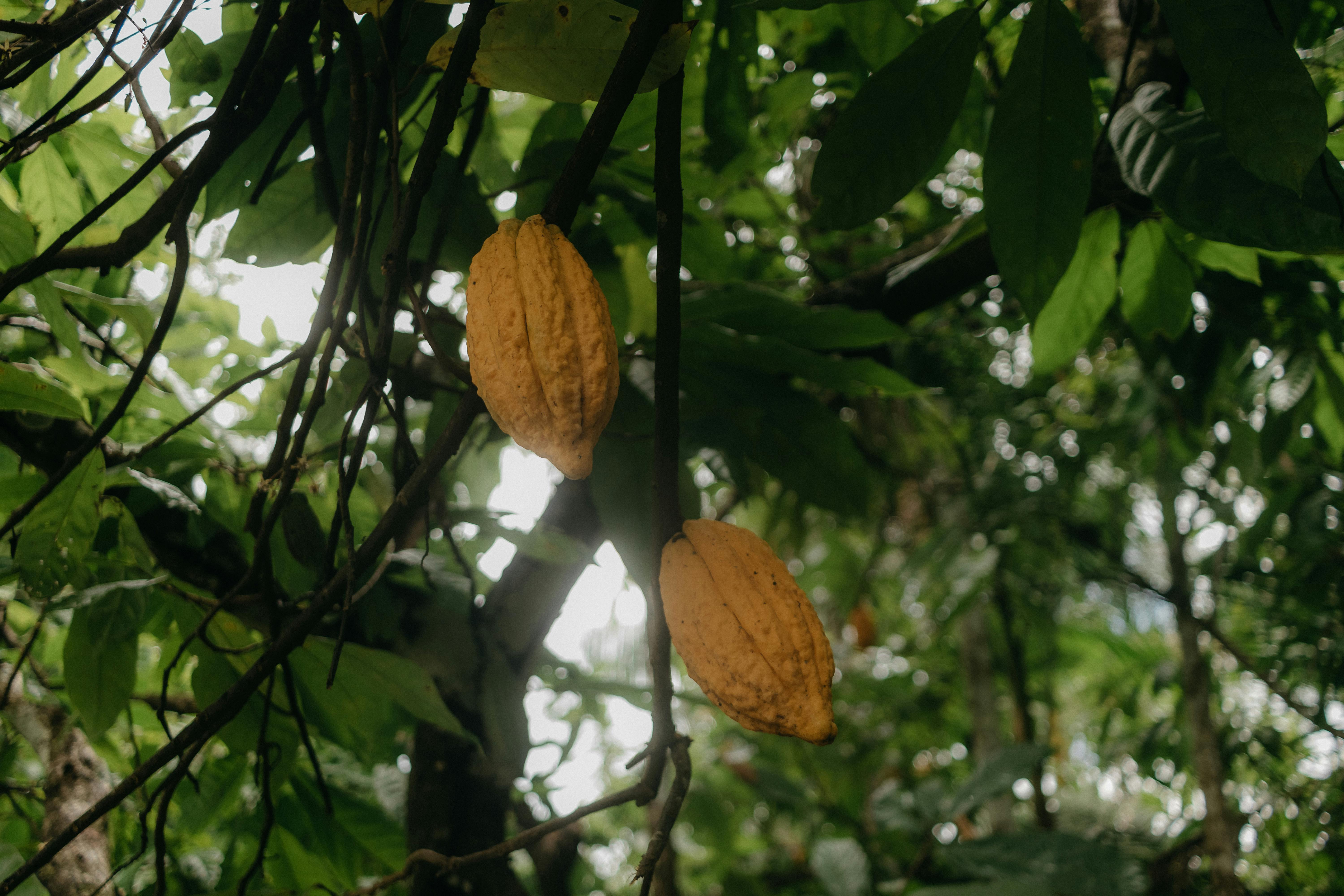 Cacao pods
